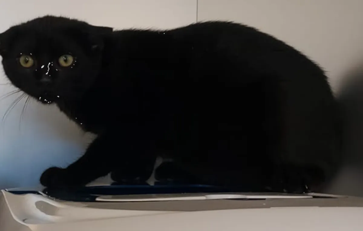 Kiko