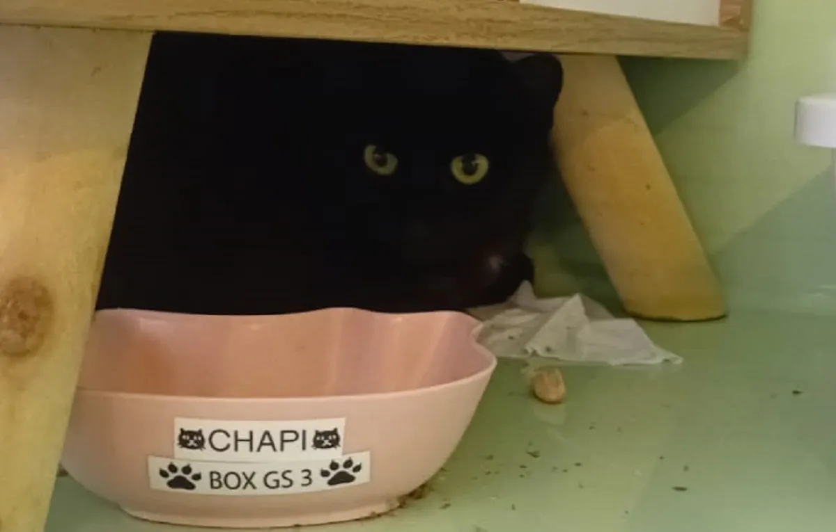 Chapi Kali 